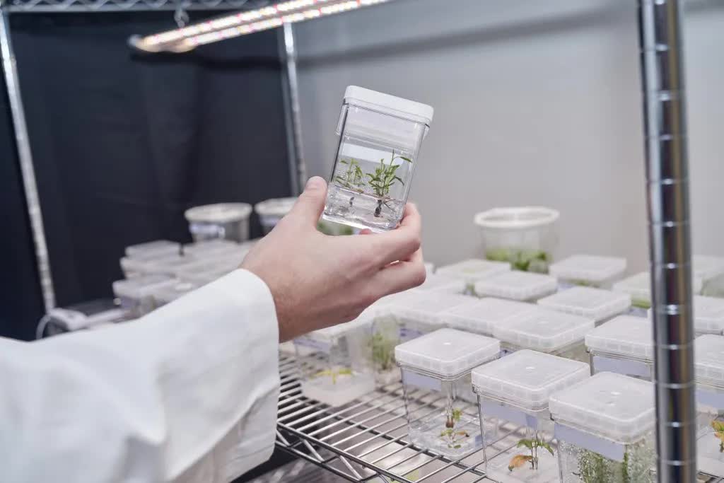 Living Carbon: в США впервые высадили генно-модифицированные деревья