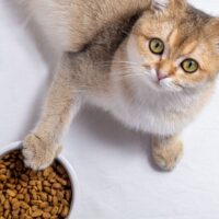 Сбалансированное питание − залог здоровья вашей кошки