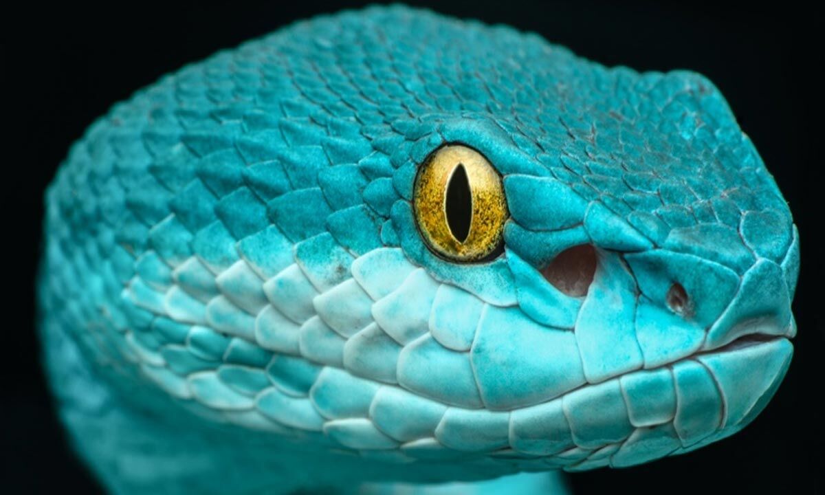 Змеи слышат гораздо лучше, чем считали учёные