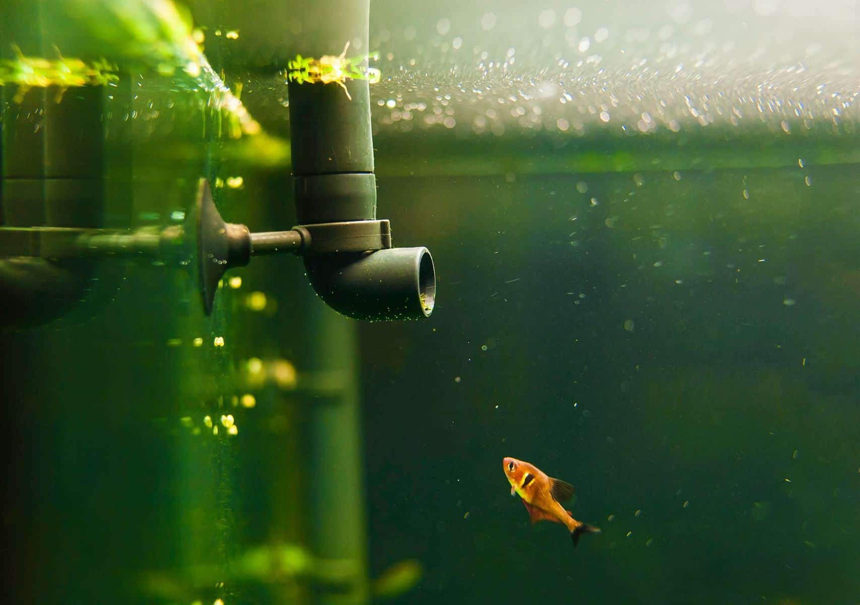Кондиционеры для аквариумов: создание идеального микроклимата
