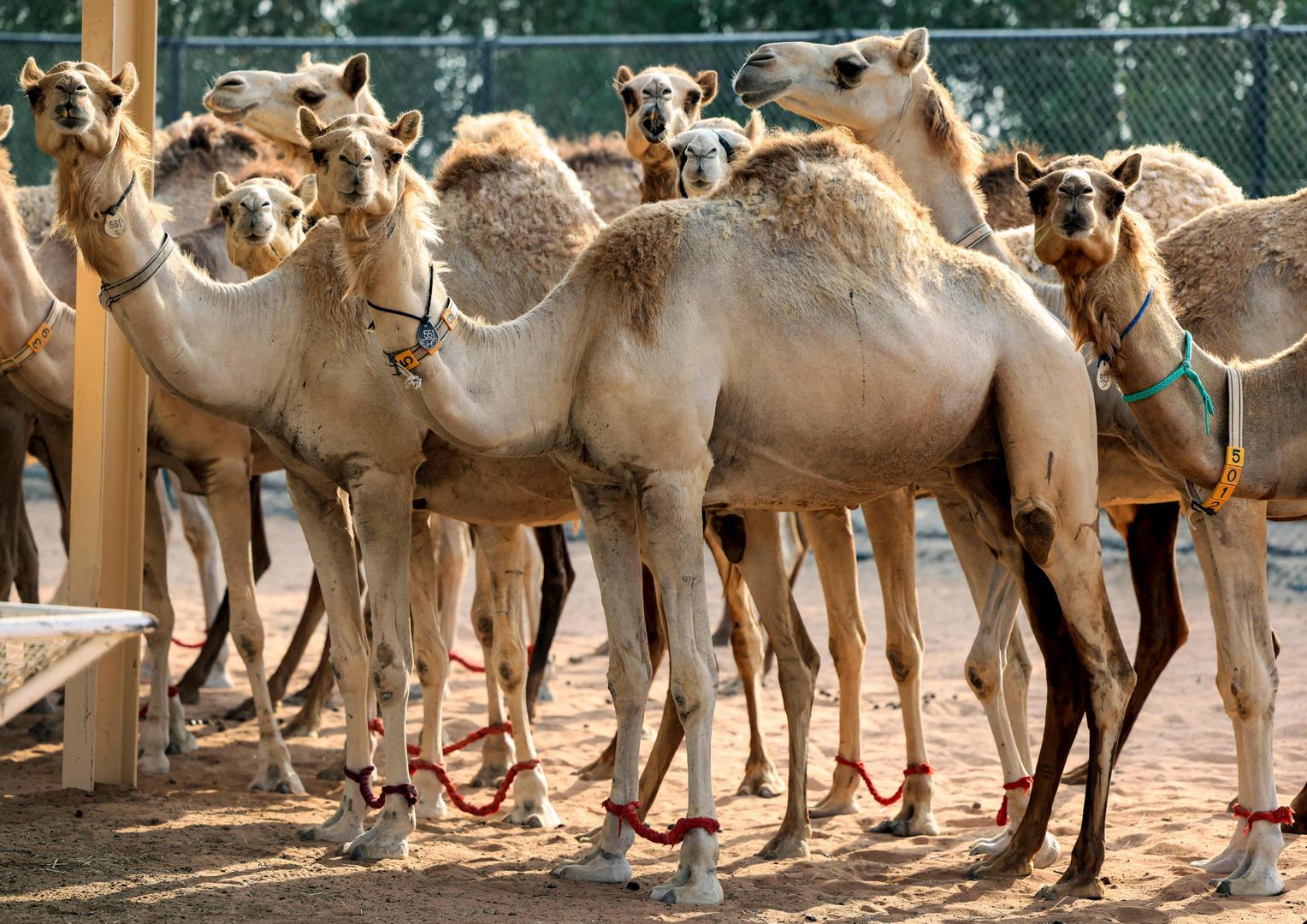 Клонирование верблюдов: спортсмены и просто красавцы