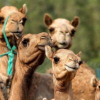 Клонирование верблюдов: спортсмены и просто красавцы