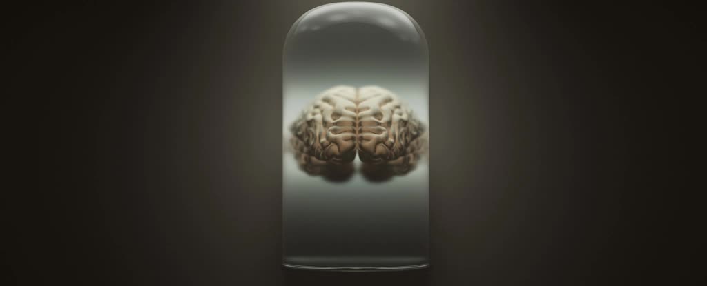 Крупнейшая коллекция человеческих мозгов