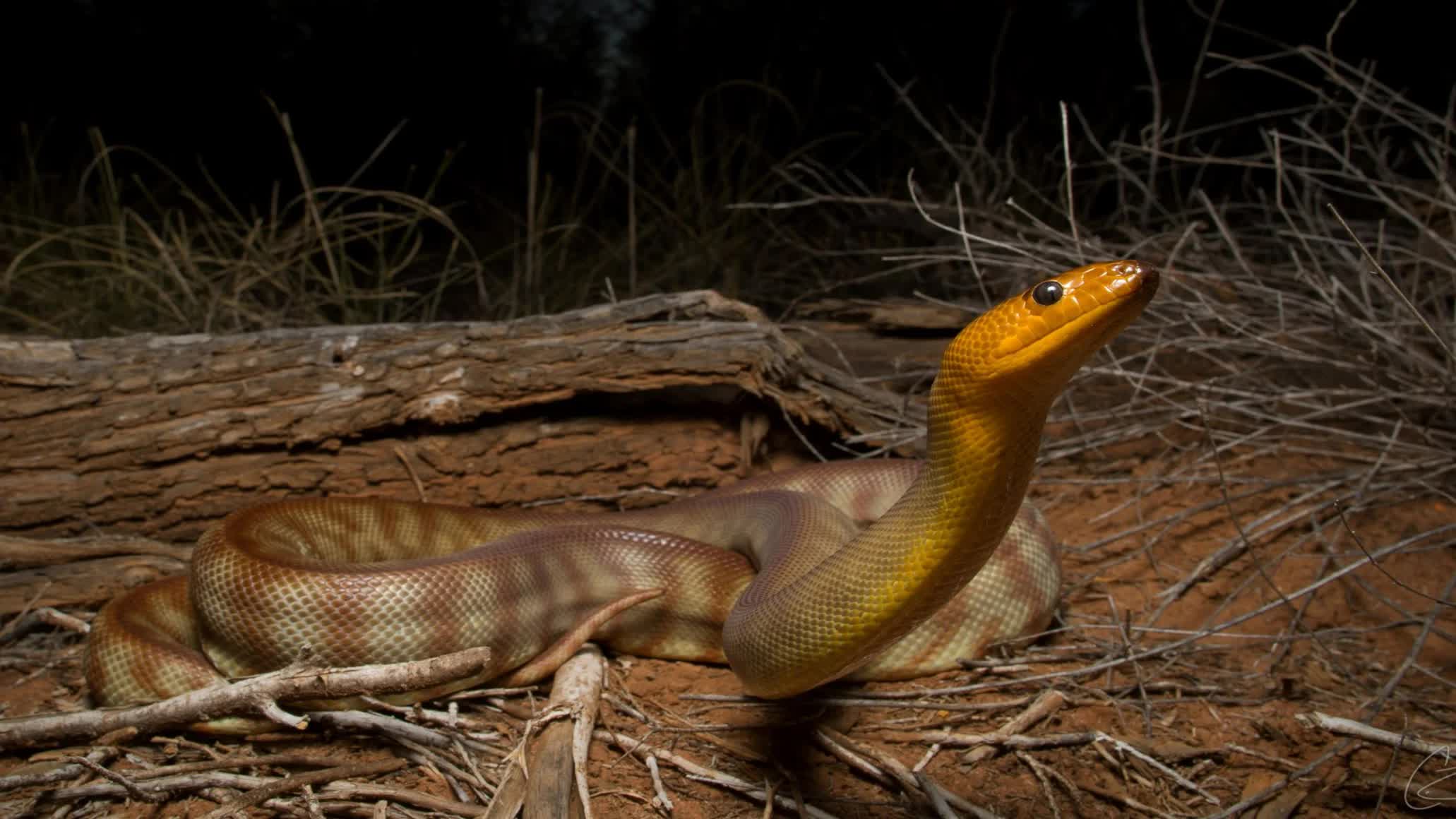 Змеи слышат гораздо лучше, чем считали учёные
