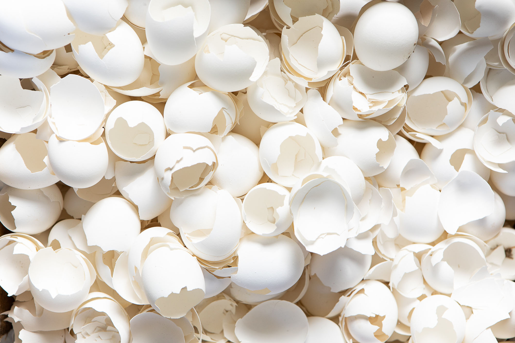 Яичная скорлупа – новый материал для костной пластики