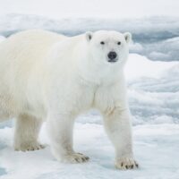 Учёные разработали имитацию меха белого медведя