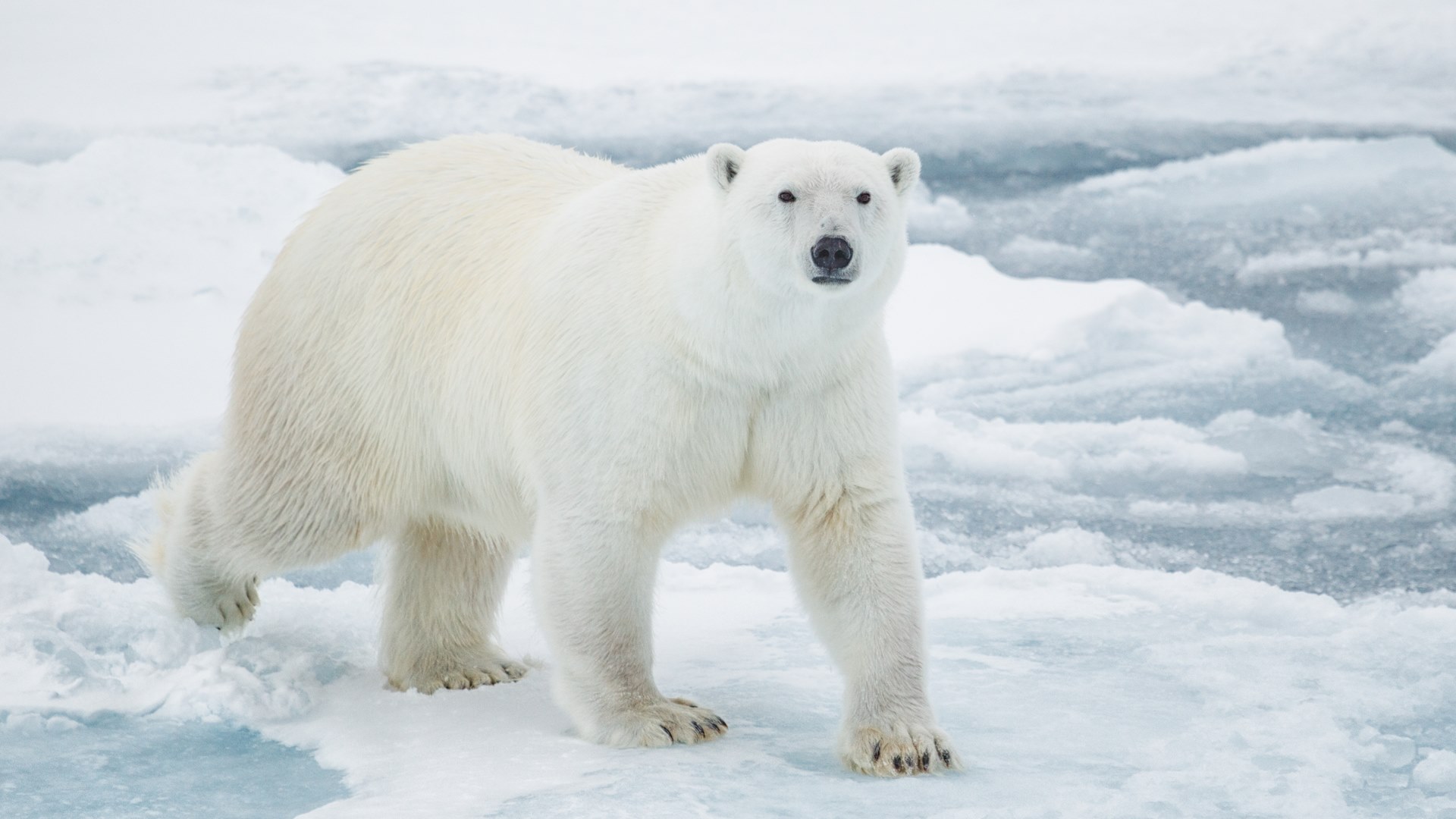 Учёные разработали имитацию меха белого медведя