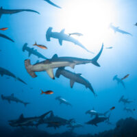 Бронзовая акула-молот умеет задерживать дыхание