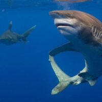 Самая массовая атака акул в истории