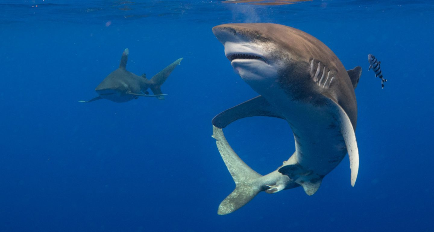 Крупнейшая атака акул в истории