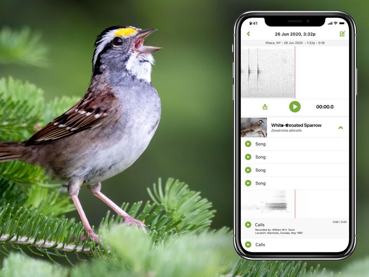 Merlin Bird ID: приложение для идентификации птиц
