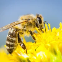 Пчёлы: интересные факты о медоносных насекомых