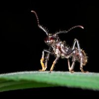 Муравей-пуля: насекомое с самым болезненным укусом