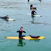 В Сан-Диего появился тюлень-сёрфер по кличке Сэмми