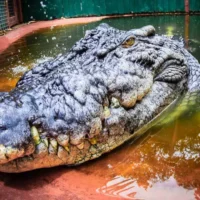 Кассиус: одному из самых больших крокодилов в мире 120 лет