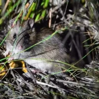 Учёные научили австралийских крыс охотиться на инвазивных тараканов