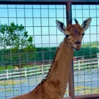В США родился редкий жираф без пятен