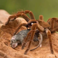 Самые большие пауки в мире: Theraphosa blondi