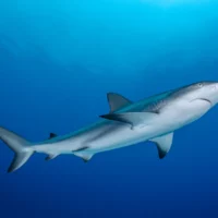 Карибские рифовые акулы: история морского домоседа