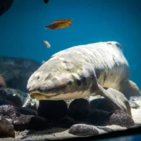 Рогозуб Мафусаил – старейшая в мире аквариумная рыба