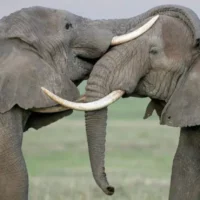 Слоны используют имена, чтобы обращаться к сородичам