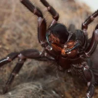 Самые смертельные пауки меняют состав яда «по настроению»