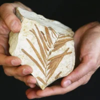 Воллемия благородная: живое ископаемое из юрского периода