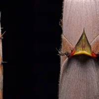 Таинственный бамбук Хенонис зацветёт впервые за 120 лет