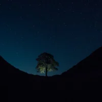В Великобритании срубили легендарное «дерево Робина Гуда»