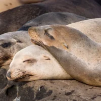 В Сан-Диего пляж Ла-Хойя закрыли на 7 лет для защиты морских львов