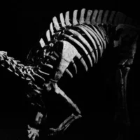 В Париже продадут редкий скелет динозавра по прозвищу Барри