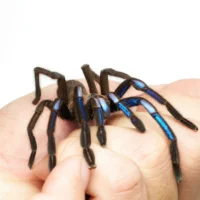 Ch. natanicharum: в Таиланде обнаружили редчайшего синего паука-птицееда