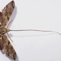 Xanthopan morganii: бабочка с самым длинным хоботком