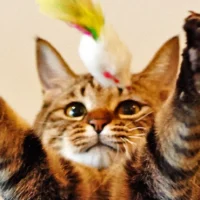 Коты-ретриверы: кошки тоже любят приносить мячик (и не только)