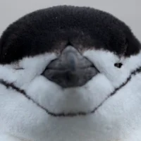 Антарктические пингвины дремлют по 10 000 раз в день