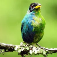 Орнитологи сняли зелёного саи с наполовину зелёным и голубым оперением