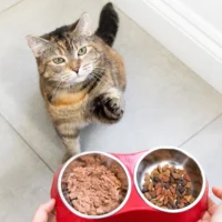 Как подобрать подходящий корм для кошки