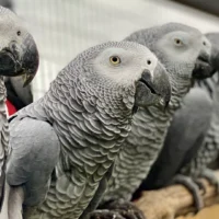 В Британии надеются перевоспитать похабных попугаев