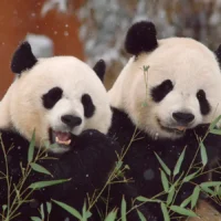 Панда-дипломатия: Китай отправит двух панд в Сан-Диего