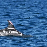 В Австралии заметили пятнистого дельфина Speckles