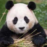 Звезда корейского зоопарка панда Fu Bao возвращается в Китай