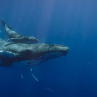 ИИ обнаружил уменьшение популяции горбатых китов