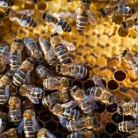 Как проверить состояние пчёл, не потревожив их