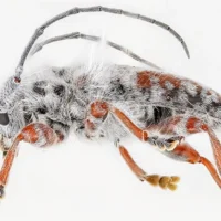 Мохнатый жук оказался новым видом Excastra albopilosa