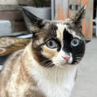 В США кошка по кличке Галеана пережила пересылку почтой и вернулась к семье