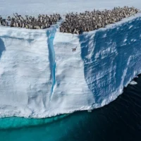 Учёные сняли необычное поведение императорских пингвинов