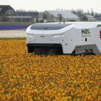 H2L Selector180: роботы обслуживают тюльпановые фермы