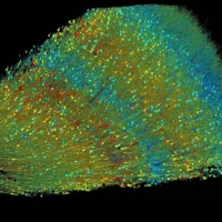 3D карта кубического миллиметра человеческого мозга