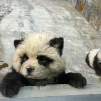 Китайский зоопарк (снова) перекрасил пару чау-чау в панд