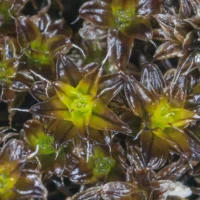 Syntrichia caninervis: мох, способный выжить на Марсе